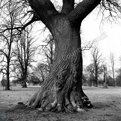 Tree Boles, Studley Park